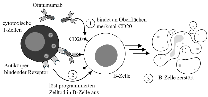 Schematische Darstellung: Ofatumumab bindet CD20 an B‑Zelle, löst zellulären Tod aus und führt zur Zerstörung der B‑Zelle.